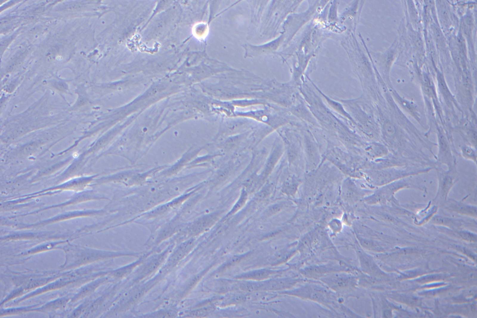 P02_cultivos_celular